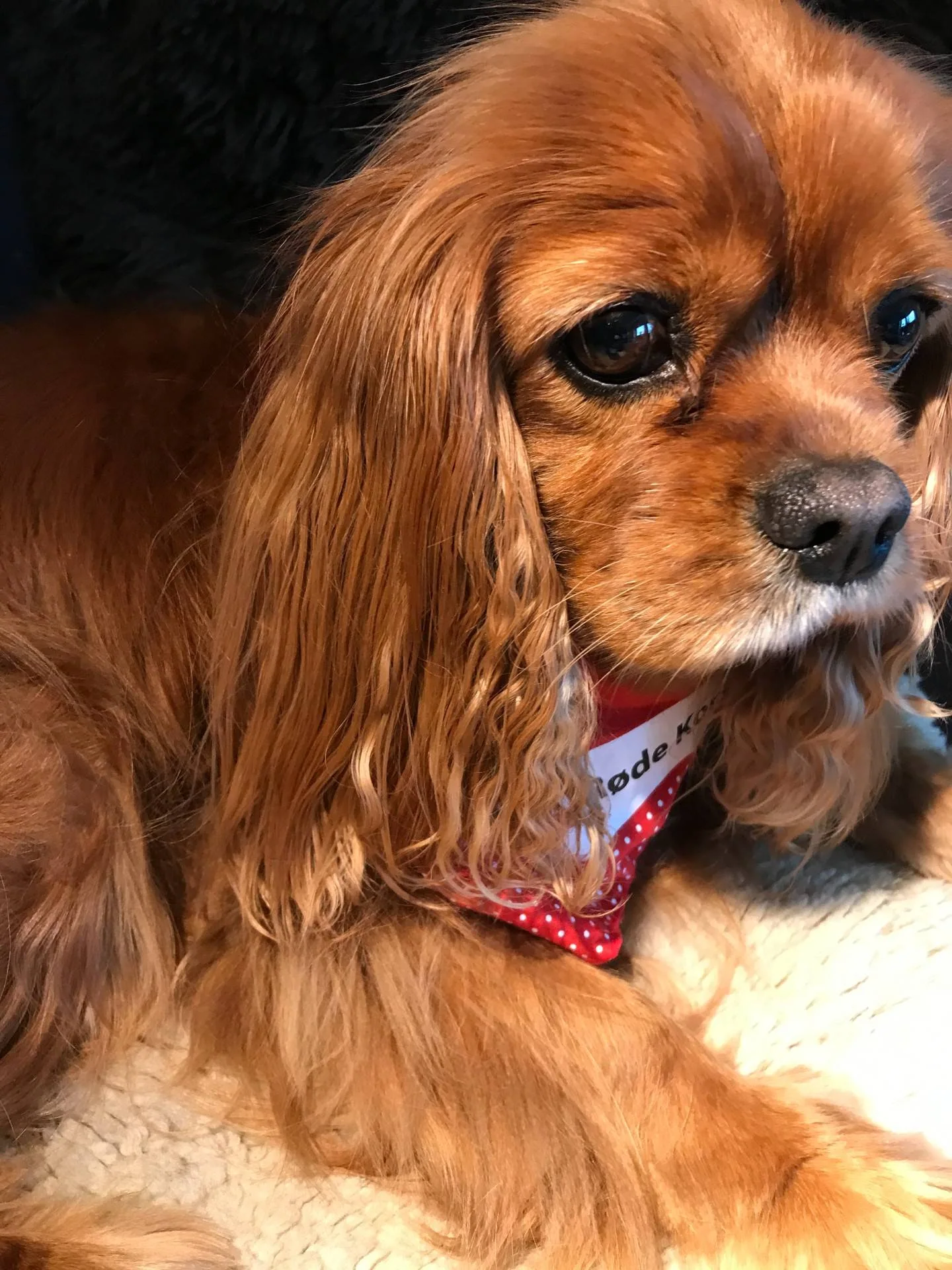 Nærbilde av en rødbrun hund med lange ører og rødt tørkle.