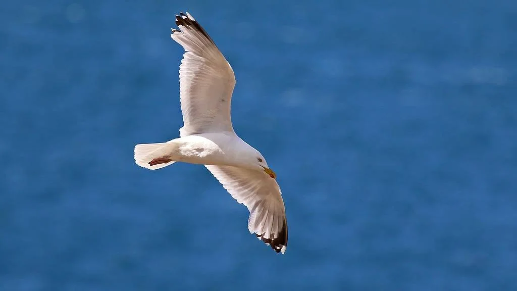 Sildemåke som flyr over havet