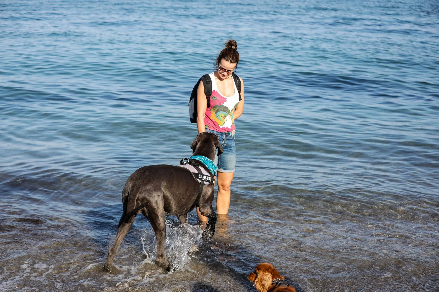 En kvinne står i vannkanten med en stor, grå hund og en liten, brun hund.
