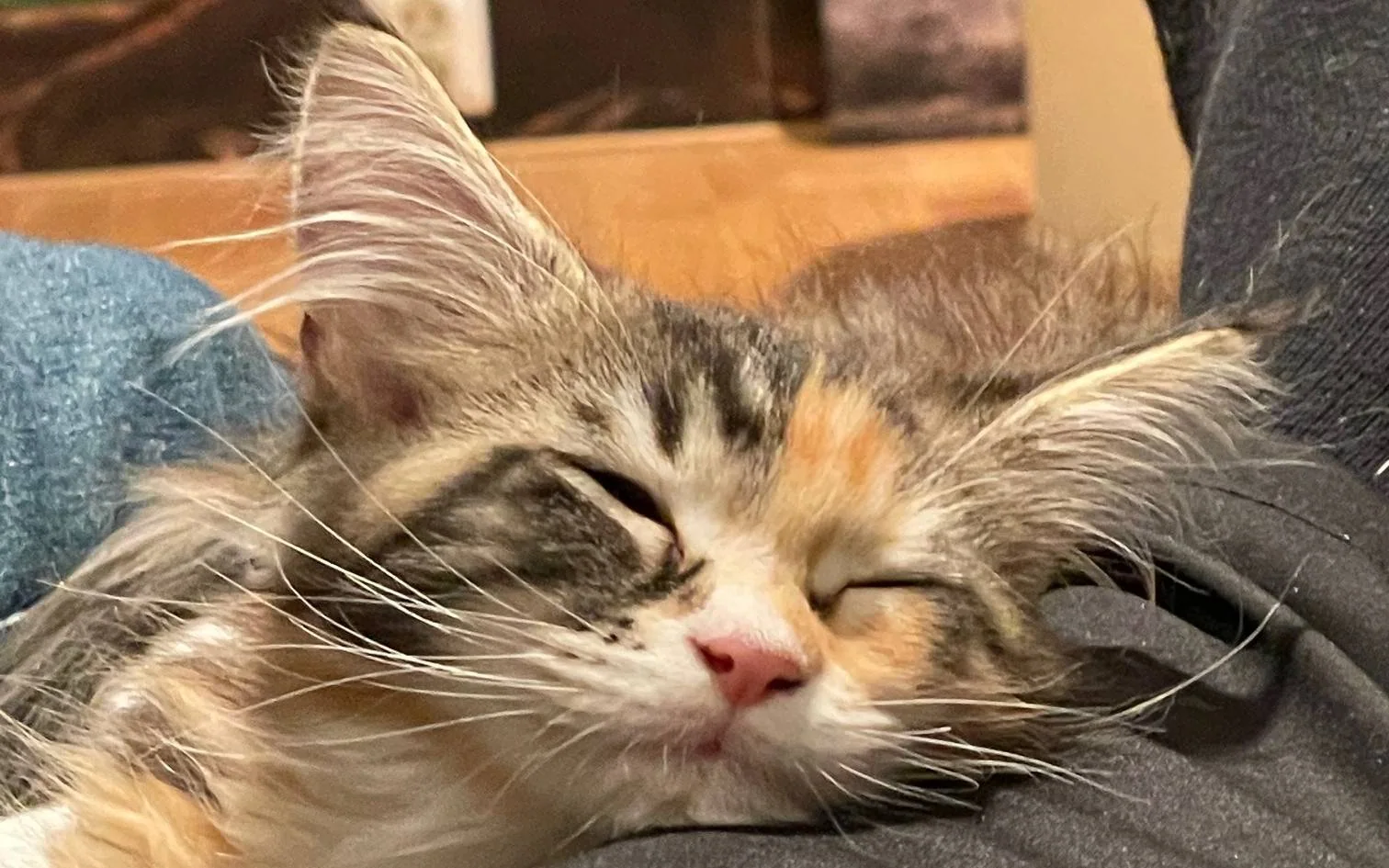 Nærbilde av ansiktet til en flerfarget kattunge som sover med hodet på en arm.