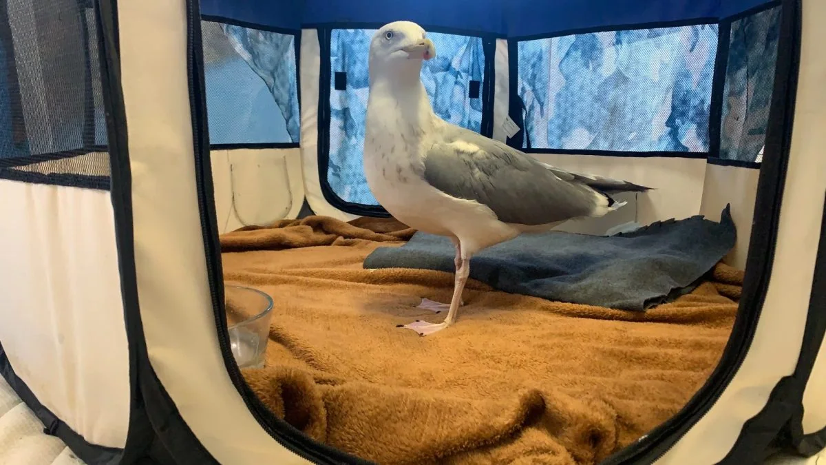 En måke står på et håndkle inne i et transportbur.
