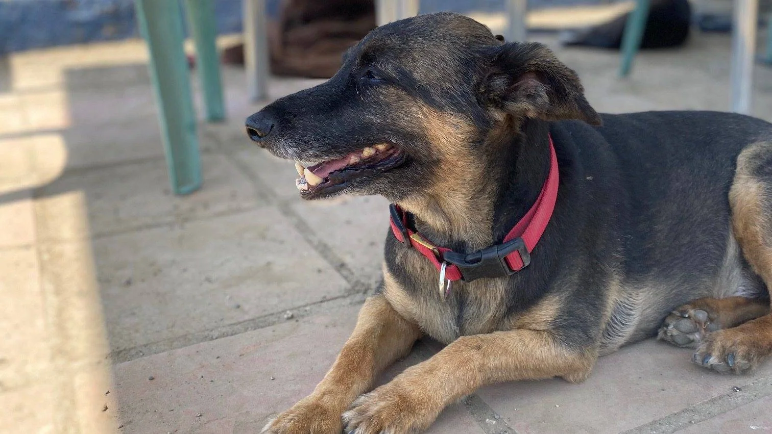En svart og brun hund med rødt halsbånd ligger på en terrasse.