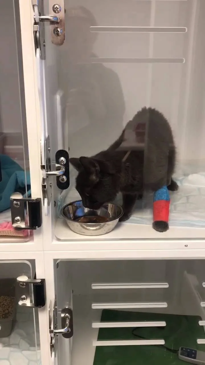 Katten Aske i behandling hos Anicura.