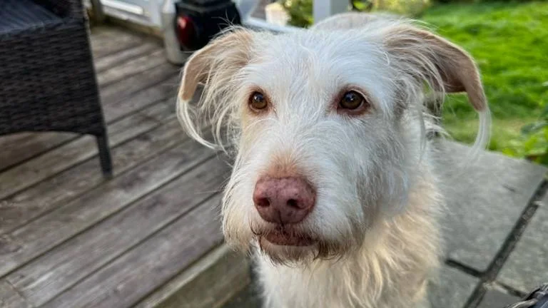 Mila, en hvit podenco ser inn i kameraet. Står ute på en veranda.