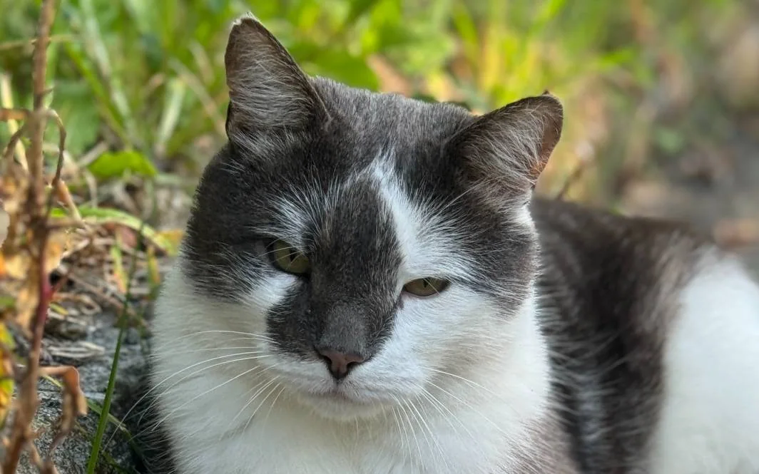 Grå og hvit katt som ligger i gresset.