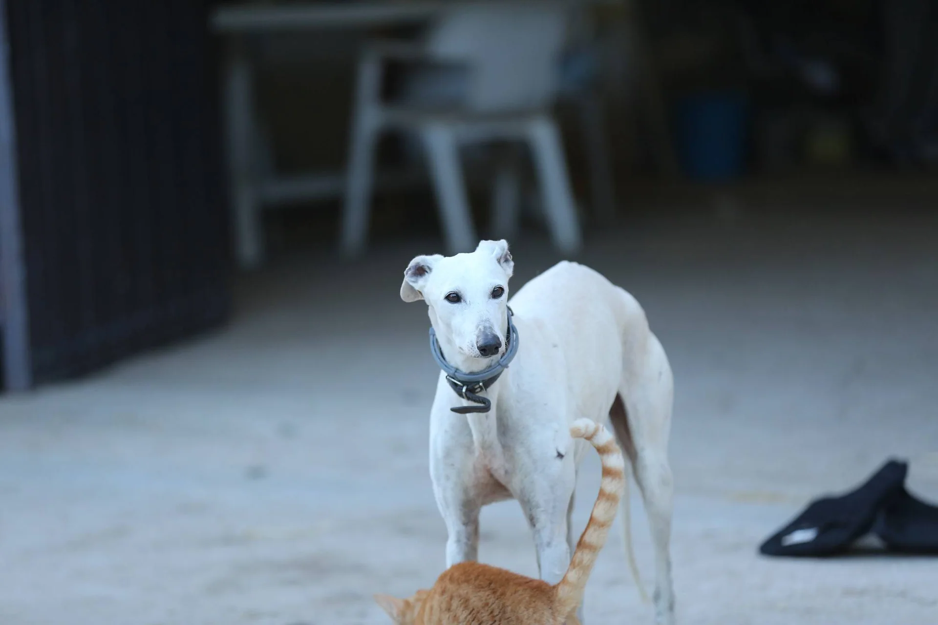Galgo