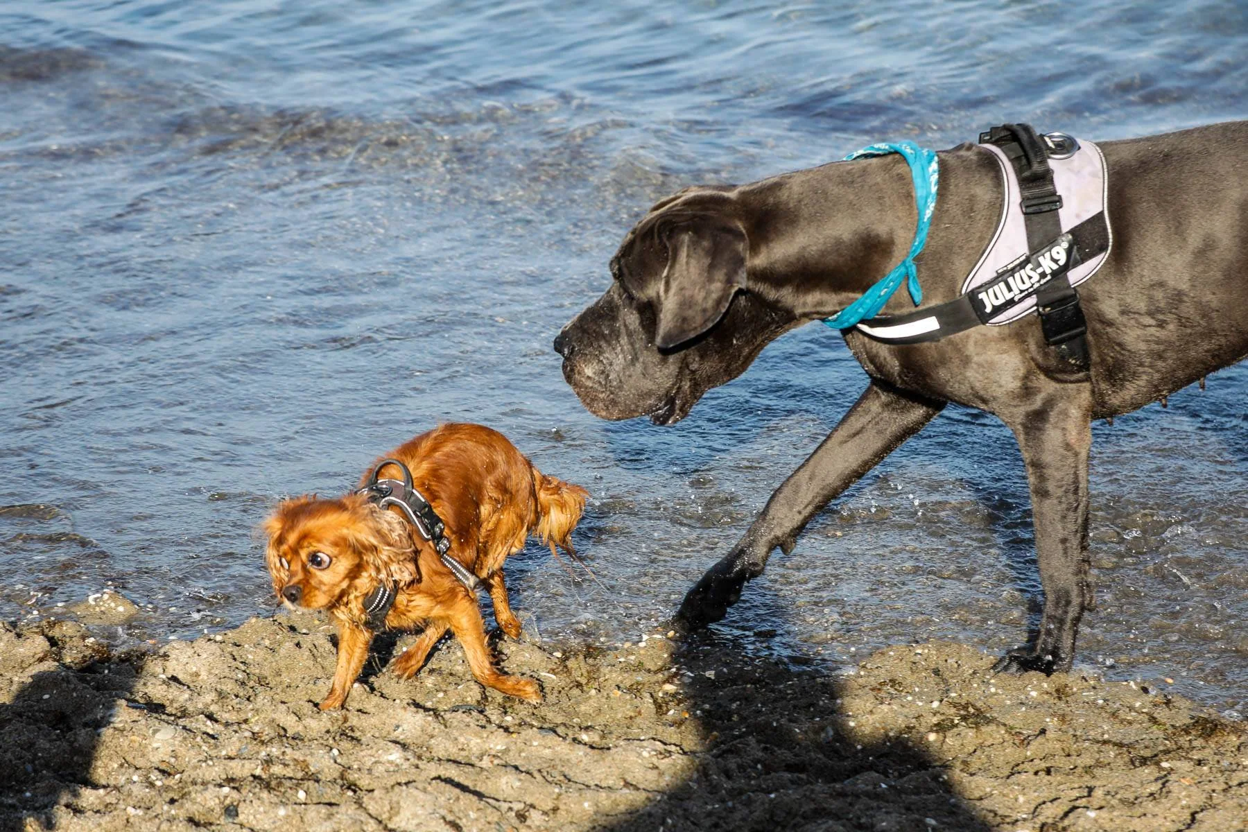 En stor, svart hund følger en liten, brun hund opp fra vannkanten.