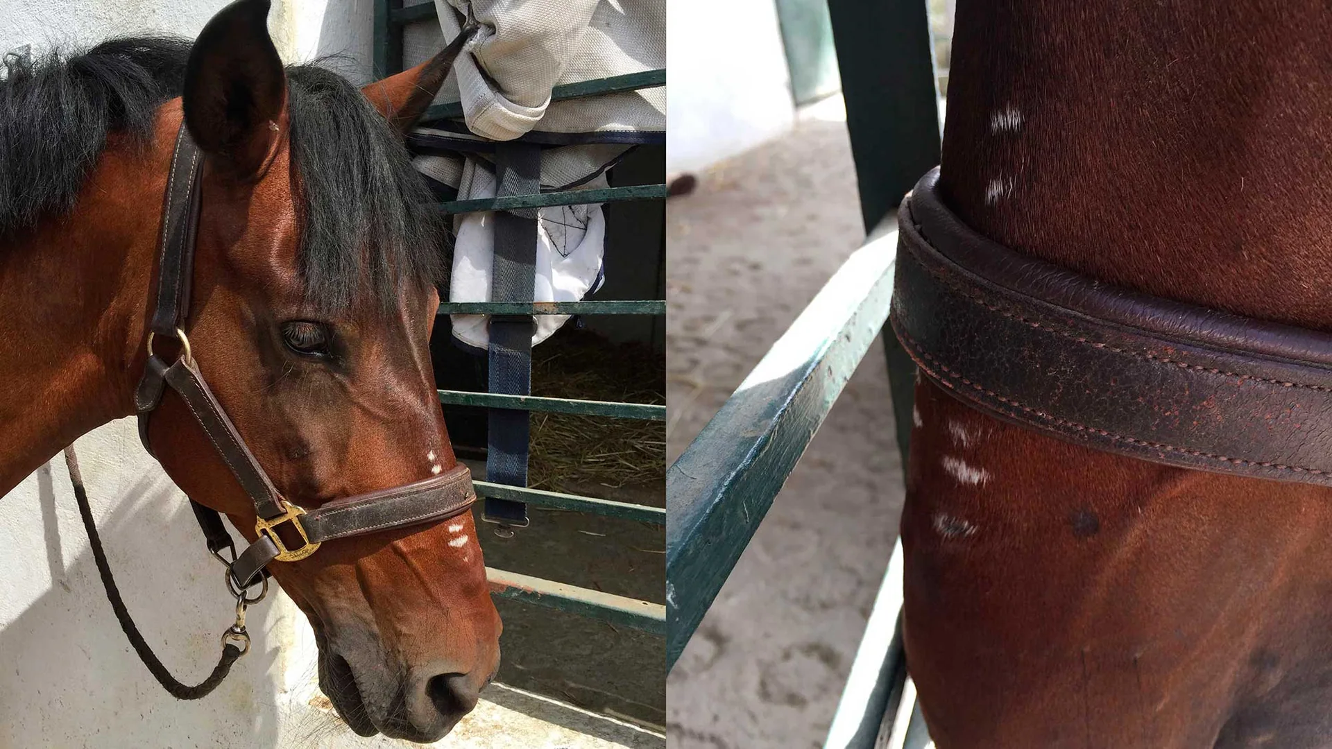 En brun hest med grime, sammen med et nærbilde av arr over neseryggen.