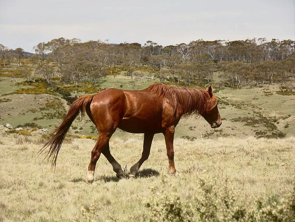 En brun hest går over et åpent gresslandskap.