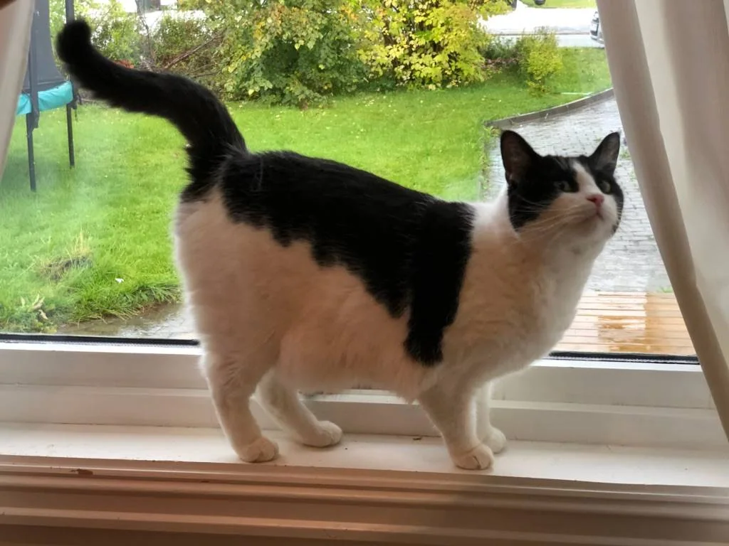 En svart og hvit katt står i en vinduskarm mot hagen.