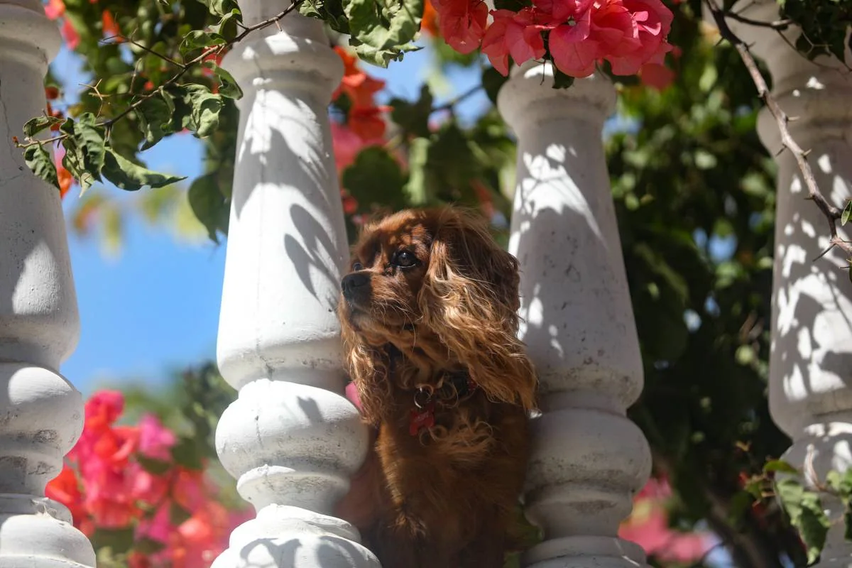 En liten, brun hund kikker mellom hvite søyler omgitt av blomster.
