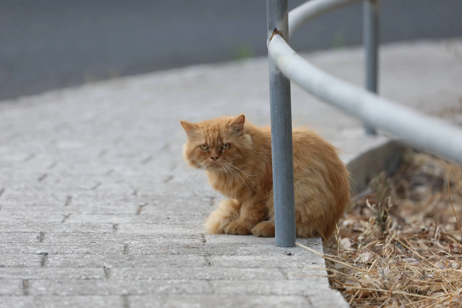 Rød langhåret katt, engstelig, står bak en gjerdestolpe på fortauet.