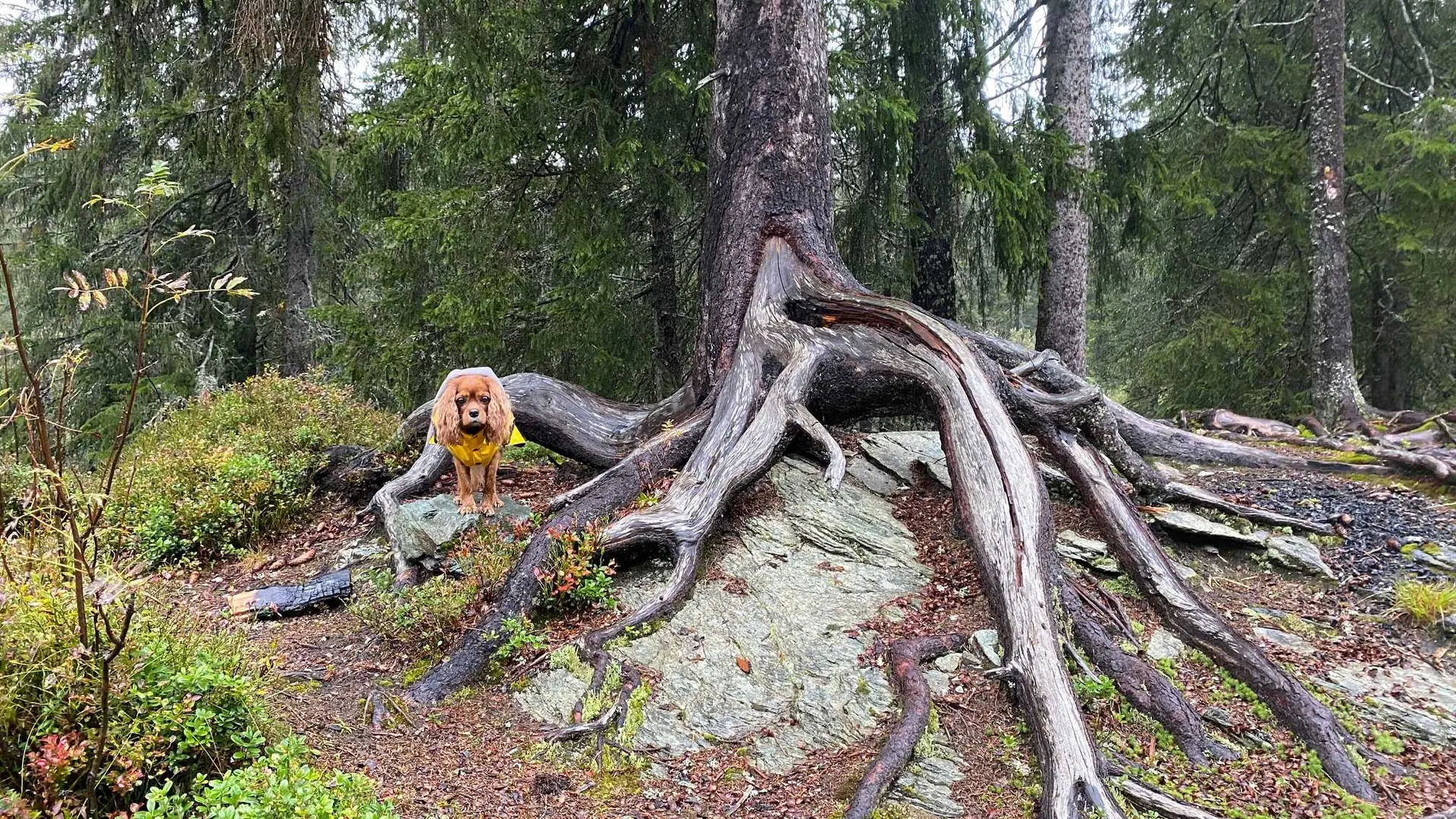 En liten, brun hund står mellom store trerøtter i skogen.