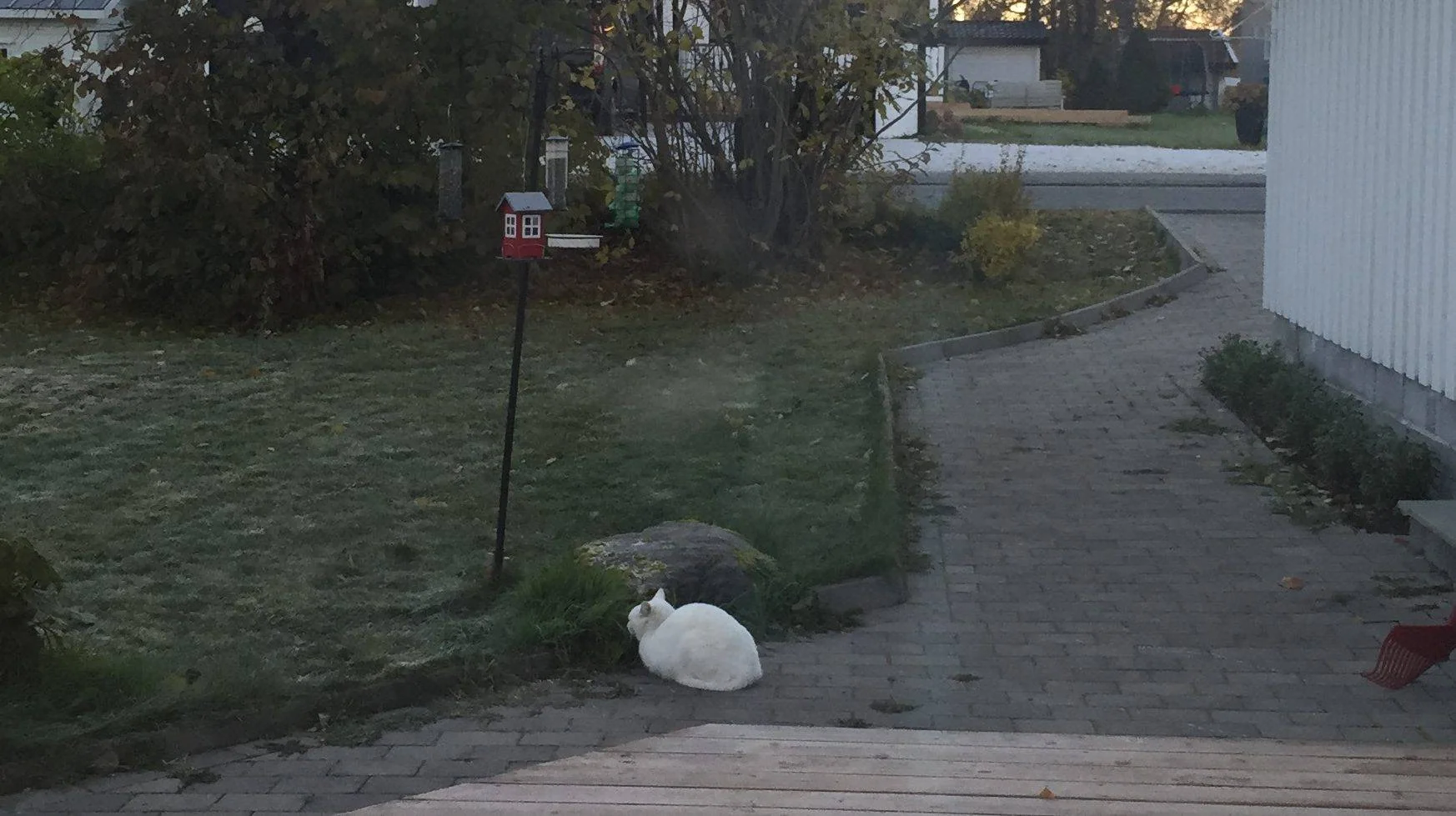 En hvit katt sitter nedenfor et fuglebrett utenfor et hus.