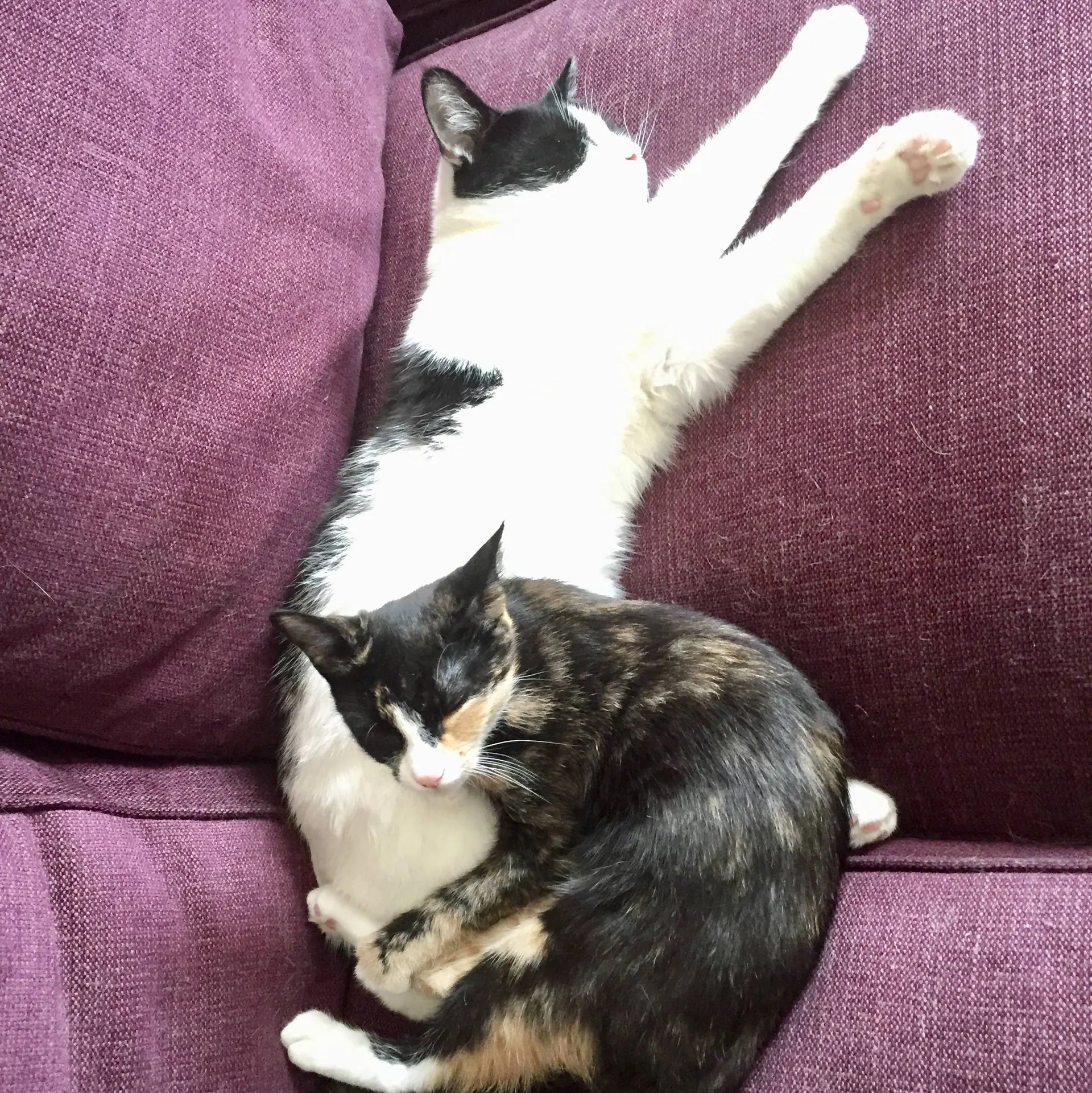 To katter hviler i en lilla sofa, den ene med potene strukket opp.
