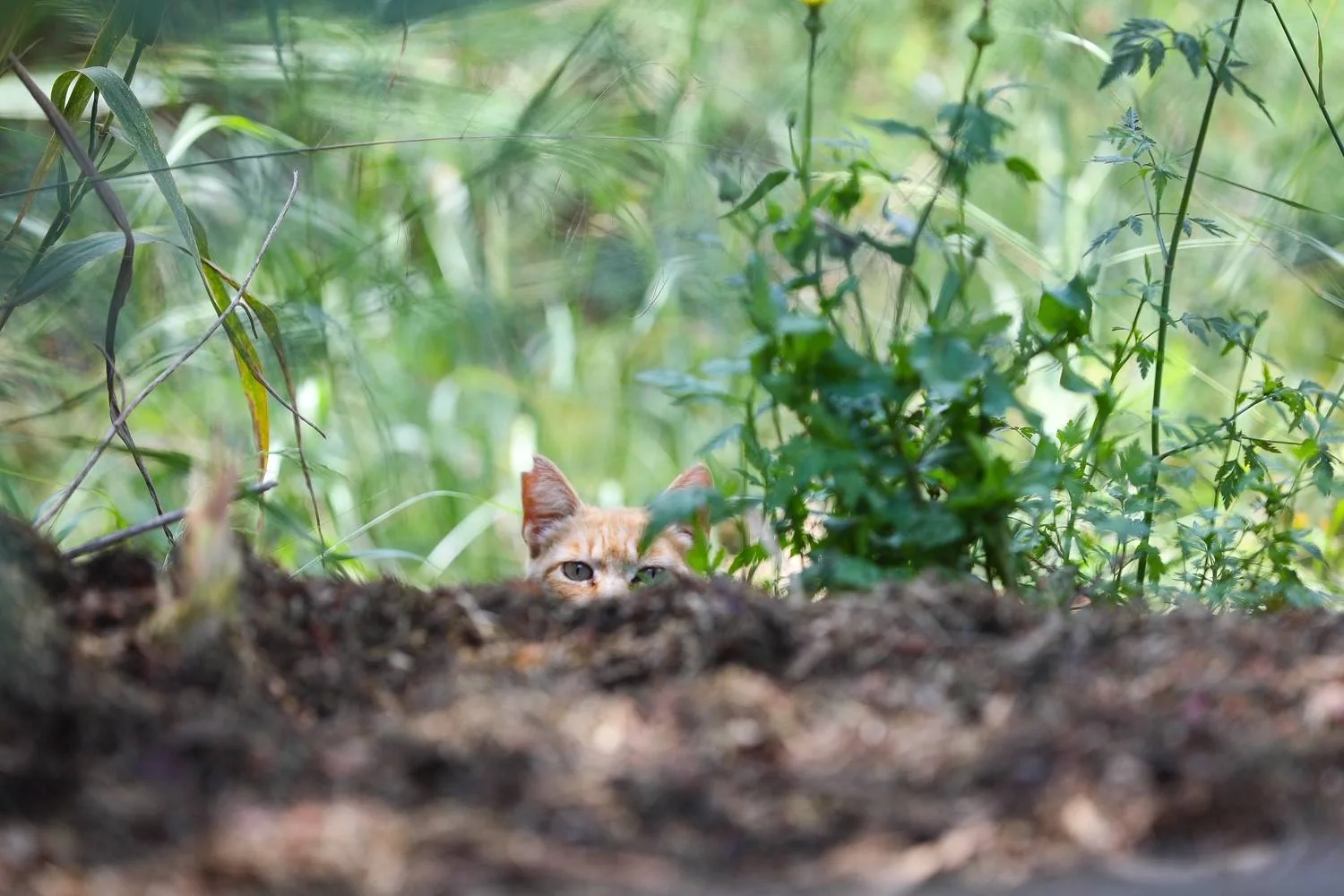 Ørene og øynene til en katt skimtes bak en jordkant og grønne planter.
