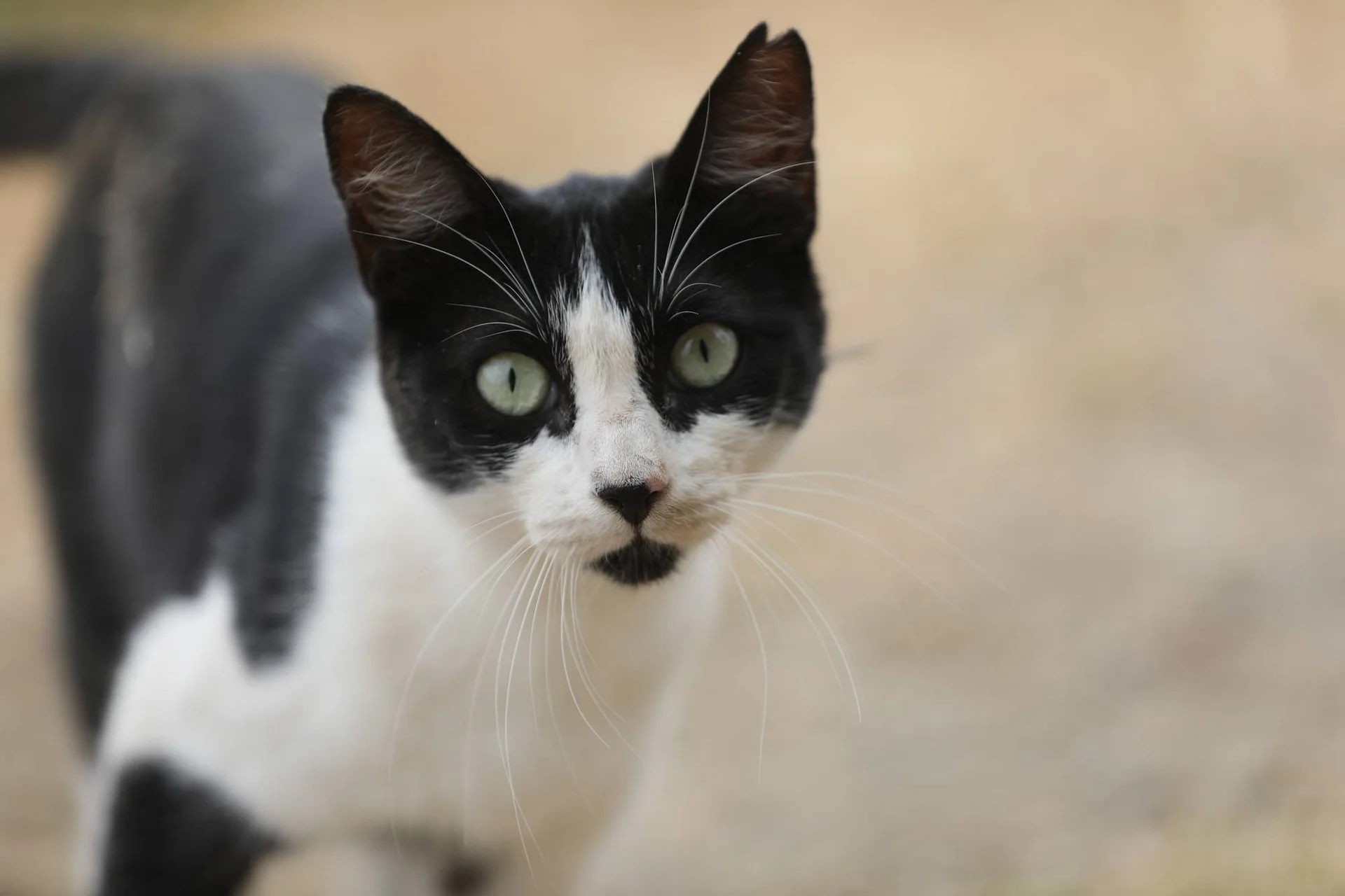 En svart og hvit katt ser mot kameraet.
