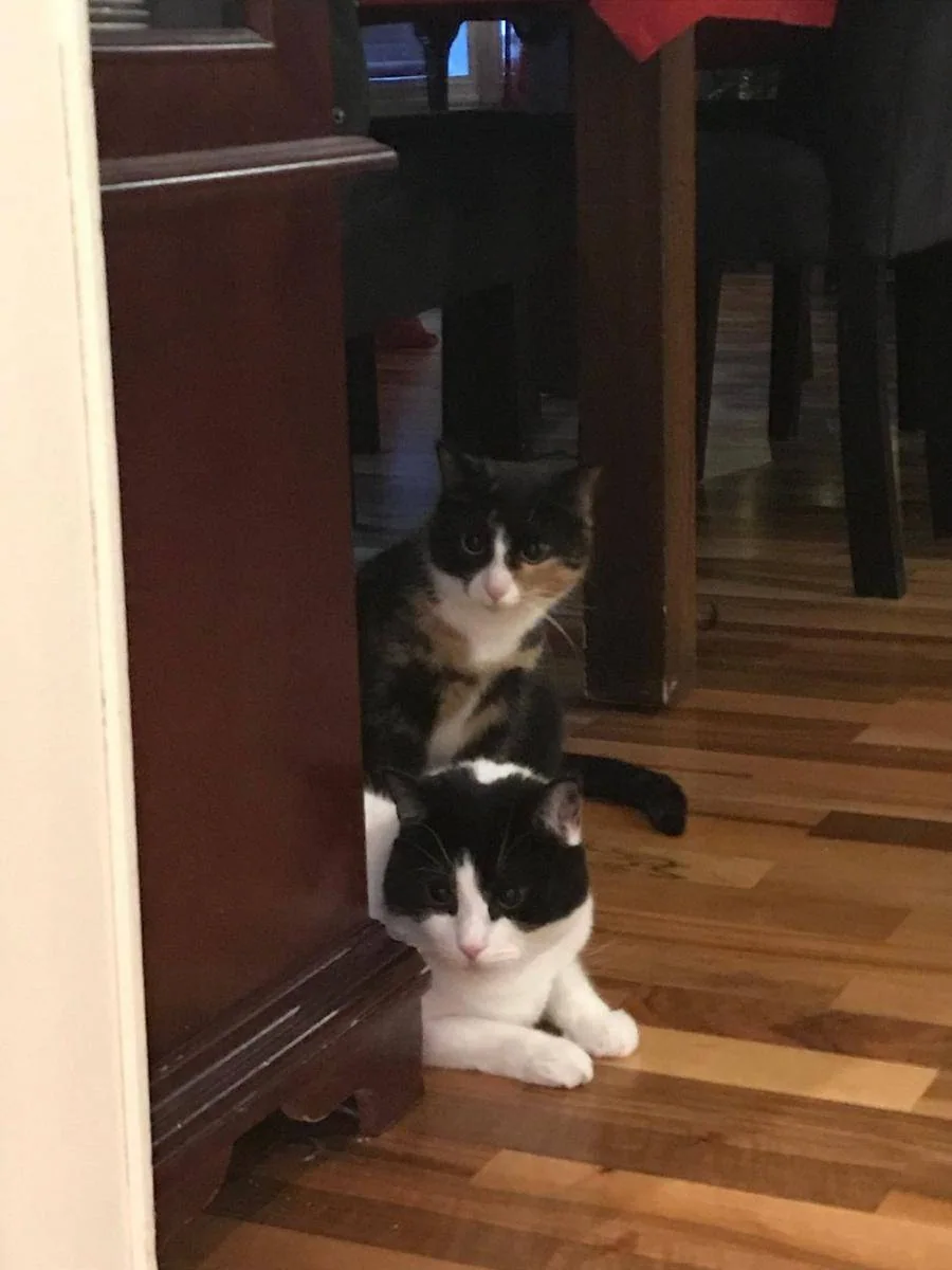 To katter sitter etter hverandre i en døråpning.