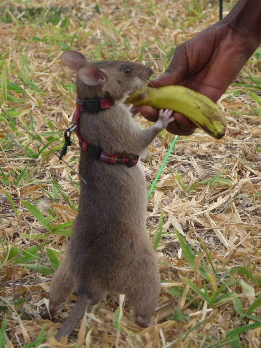 Gambisk hamsterrotte som får en banan i belønning.