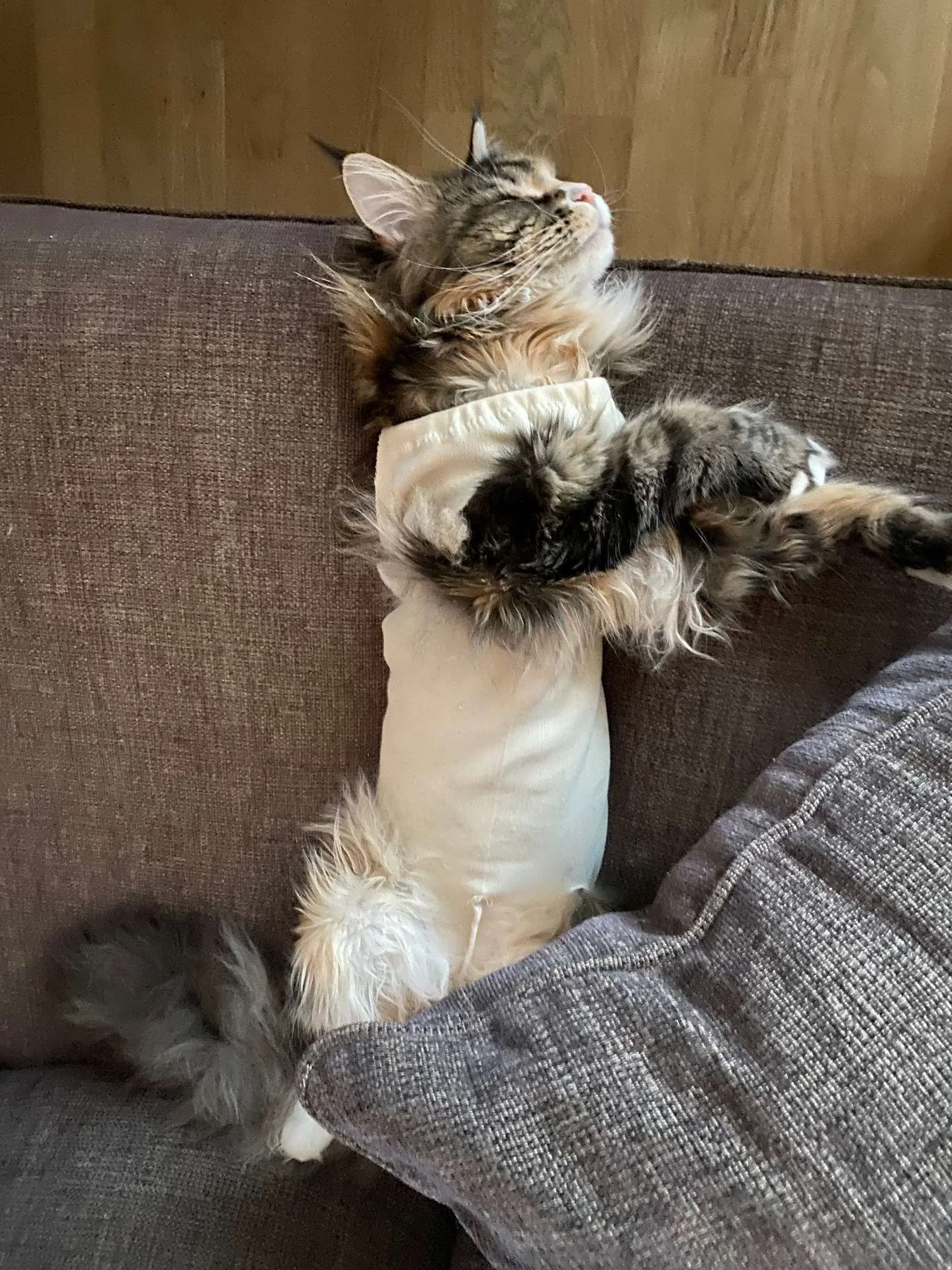 Fornøyd katt med body som ligger og slapper av i sofaen.