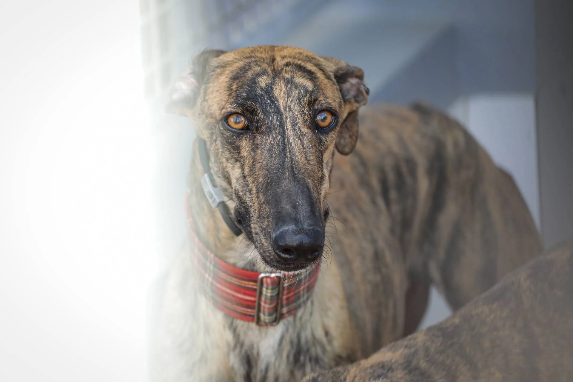 Nærbilde av en brunspraglet galgo med rødt halsbånd.
