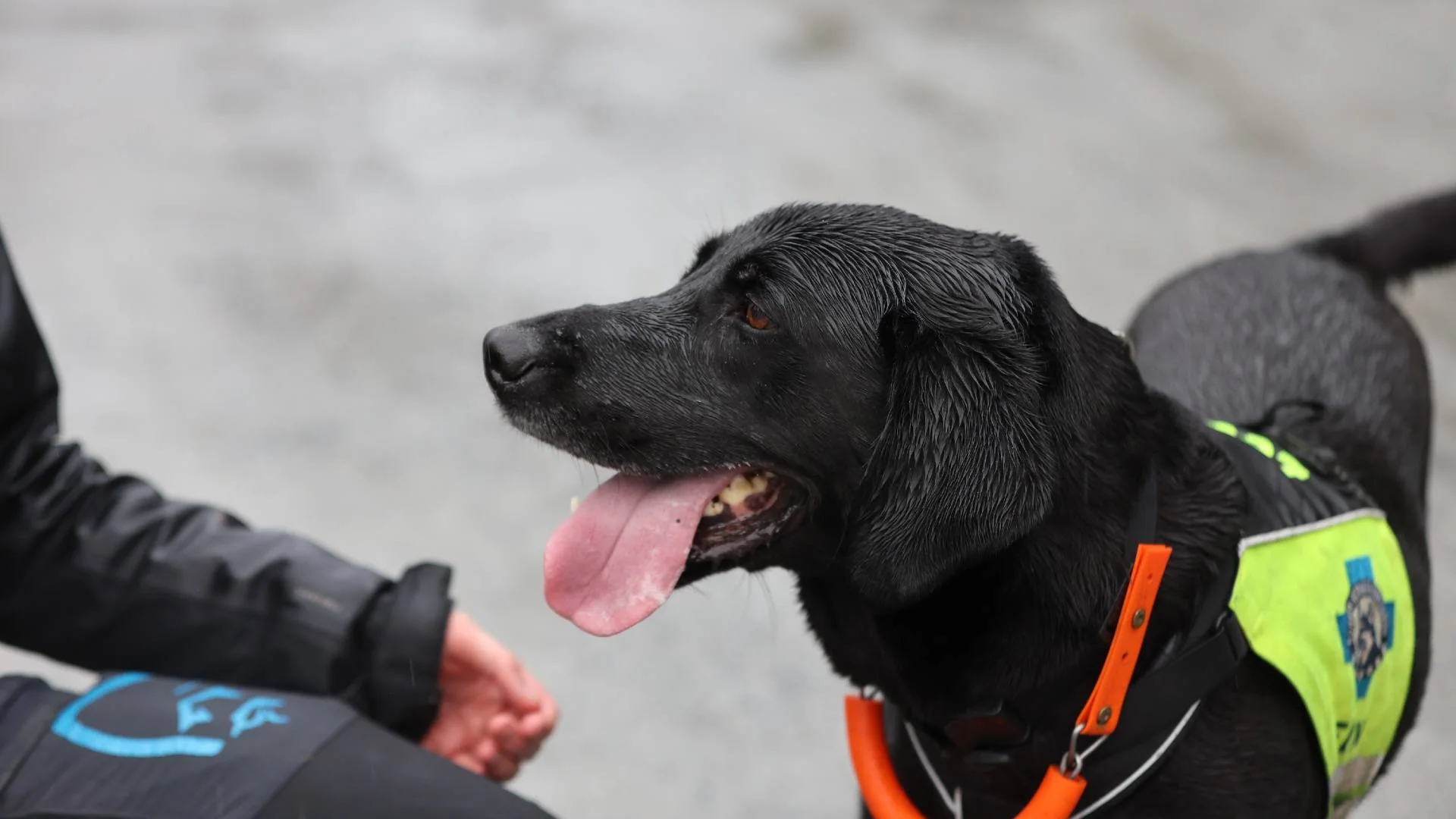 Nærbilde av Leo, en svart labrador som er i trening til å bli redningshund. Hunden har refleksvest og rødt bånd rundt halsen.
