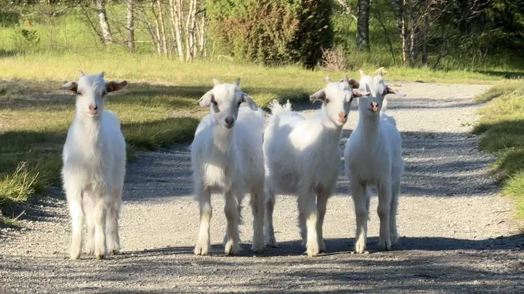 Fire hvite geitekillinger som står på en skogsvei.