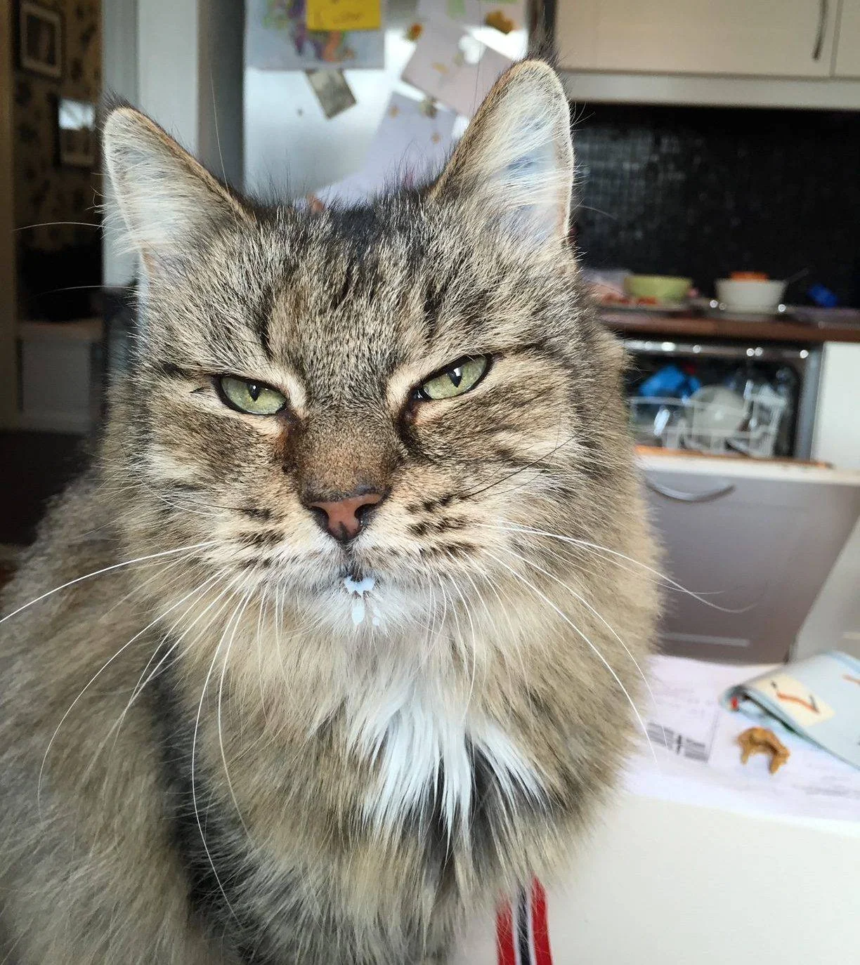 Nærbilde av en langhåret, stripete katt innendørs.