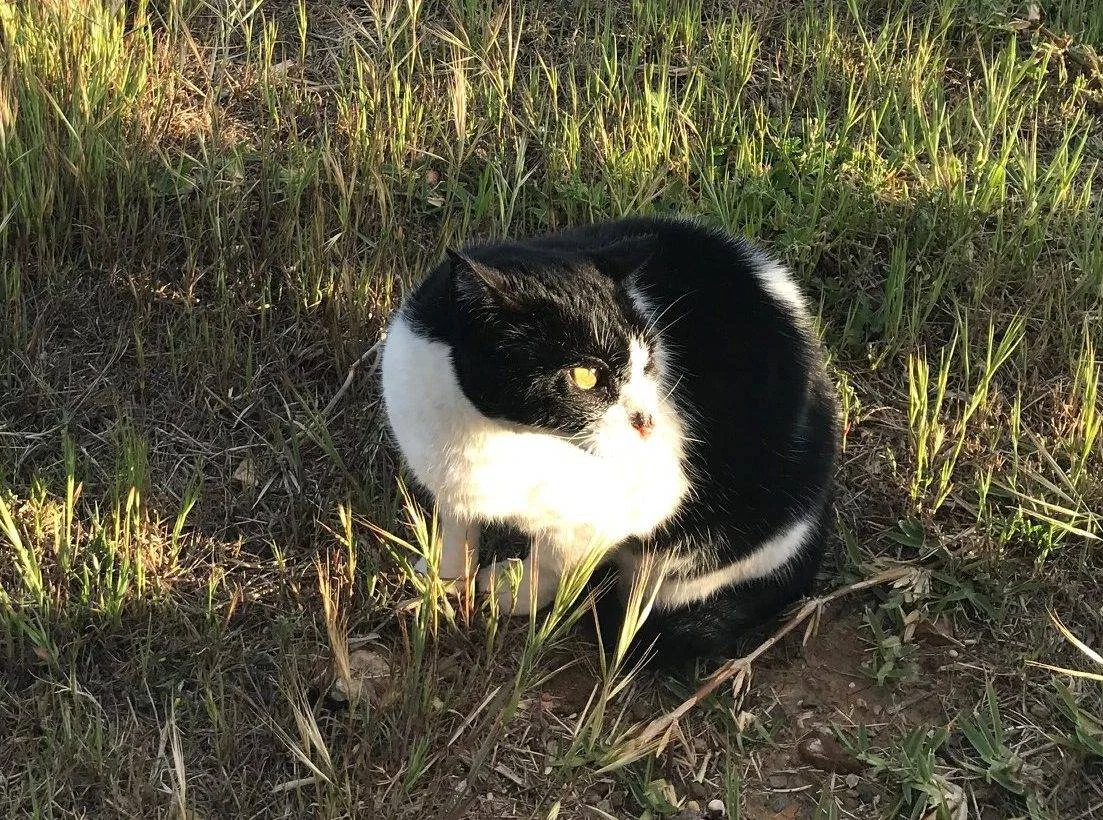 En svart og hvit katt sitter i sollys på gresset.