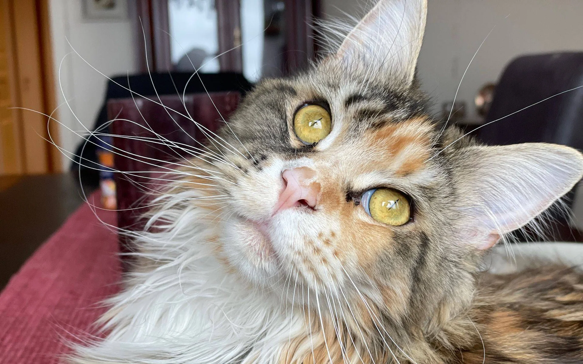 Nærbilde av flerfarget, langhåret katt som ligger på en rød duk med hodet på skakke. Gule øyne og hvit, rød, svart og grå pels.