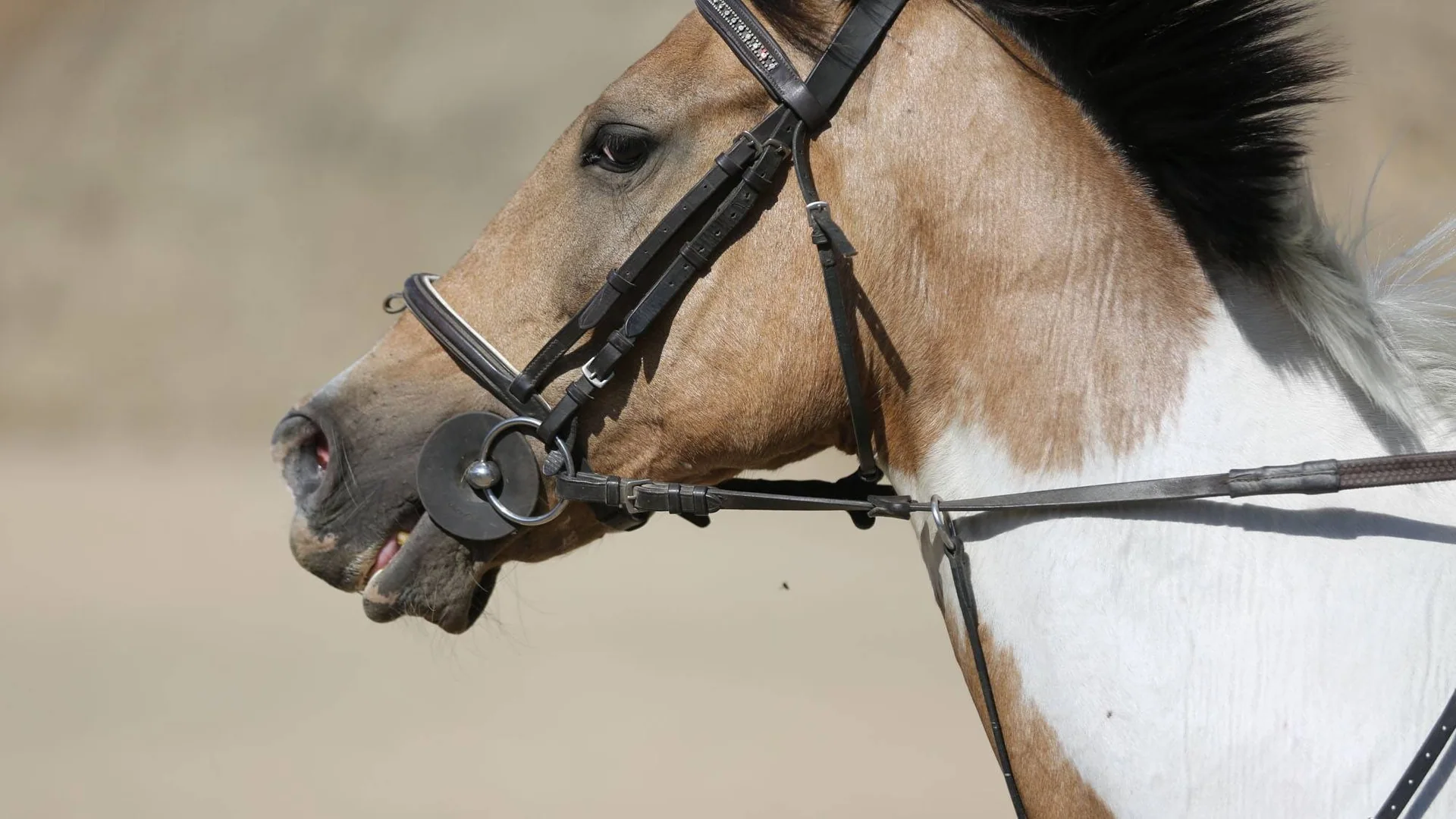 Profilen - hodet - til en hvit og brunflekket hest med sort hodelag.