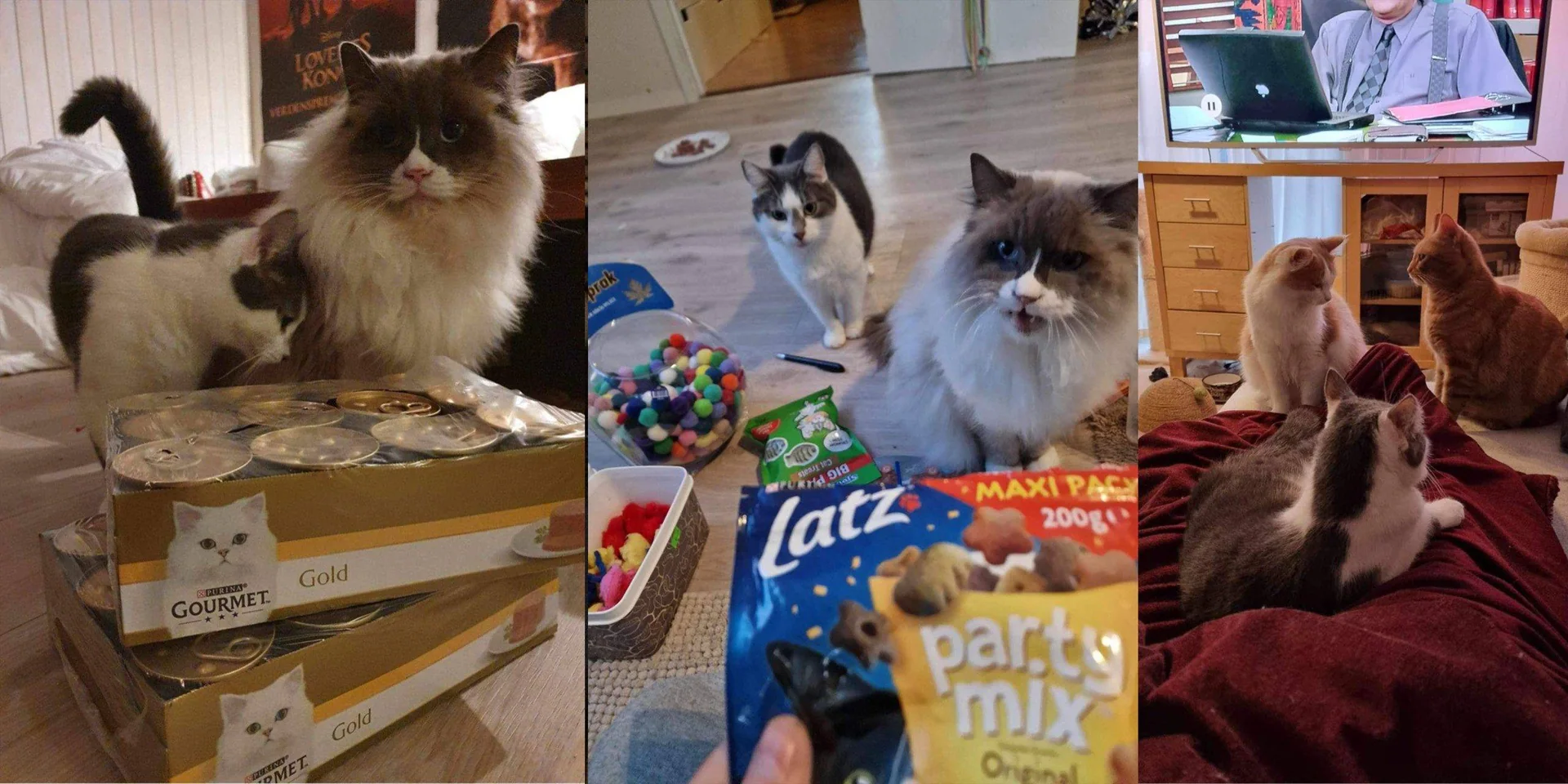 Bilder av kattene til Robin sammen med kattemat og leker som han gir bort til de som trenger det.