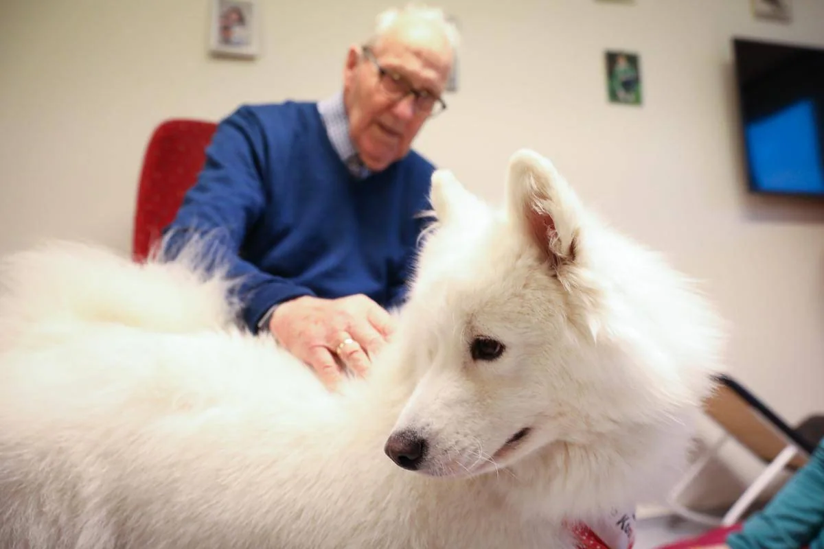 En hvit hund blir klappet av en mann som sitter bak den.