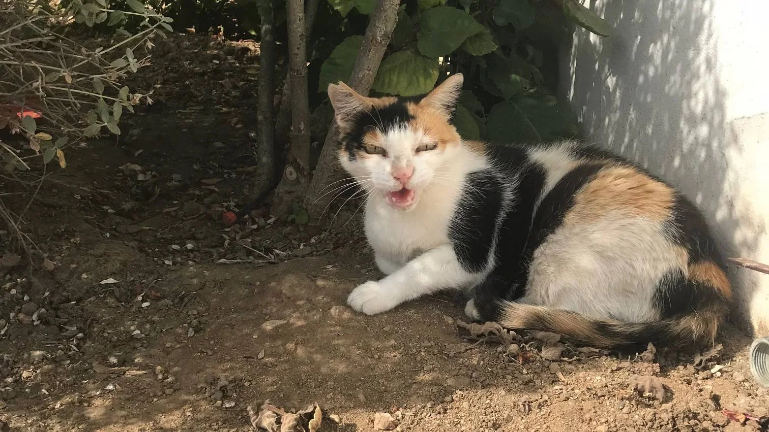 En trefarget katt ligger på jorden ved en vegg.