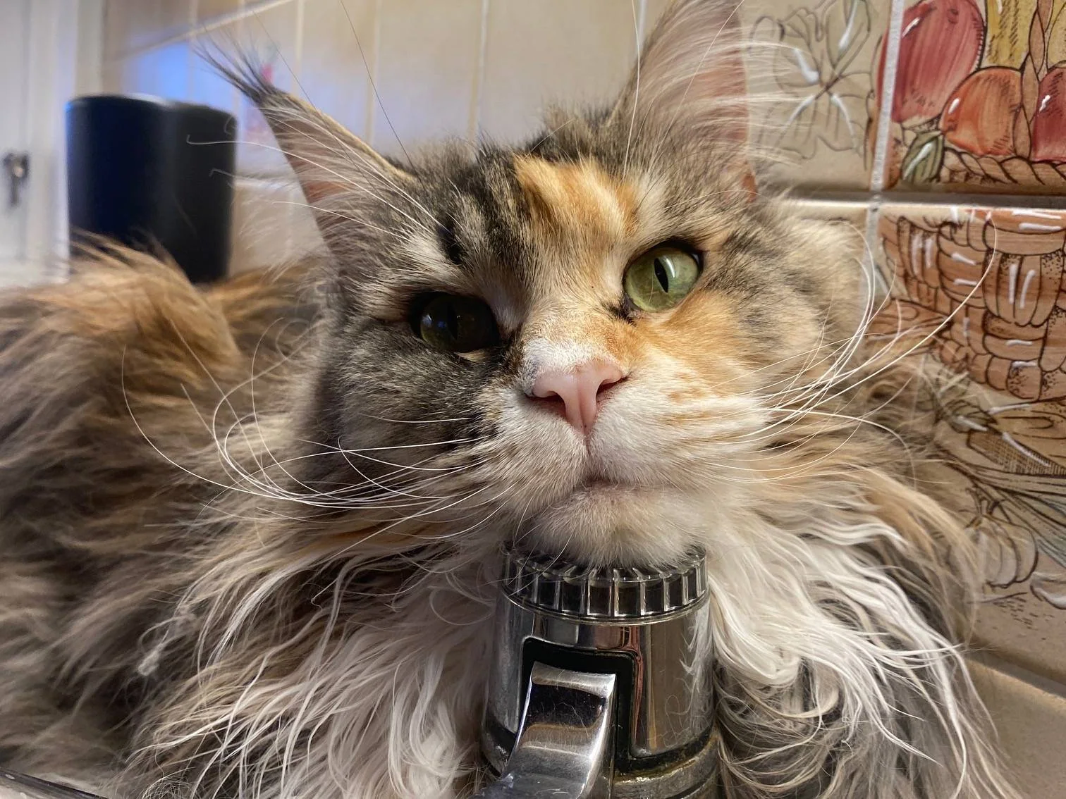 Skilpaddefarget,langhåret katt som hviler hodet på en vannkran.