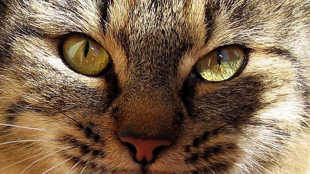Nærbilde av ansiktet og de grønngule øynene til en stripete katt.