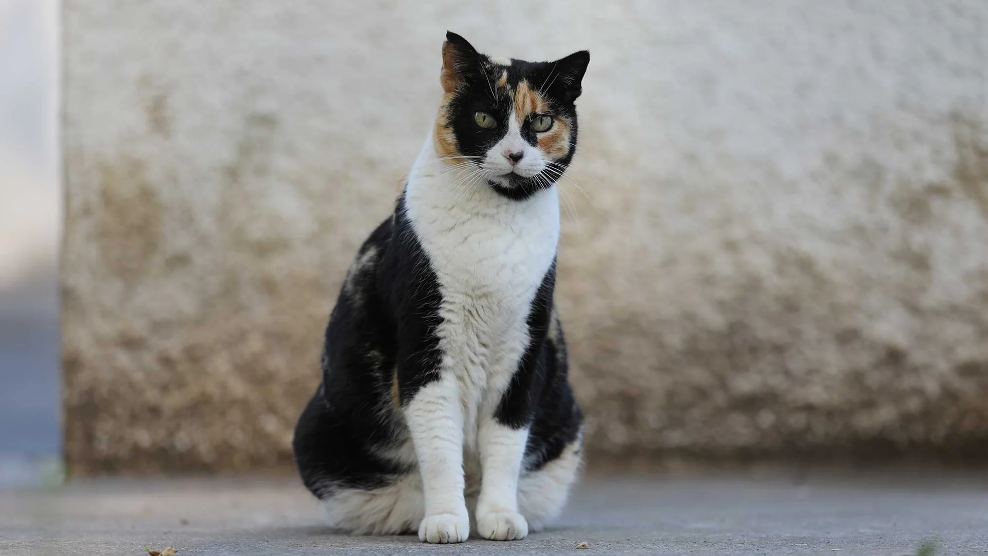 En trefarget katt med hvitt bryst sitter foran en slitt vegg.