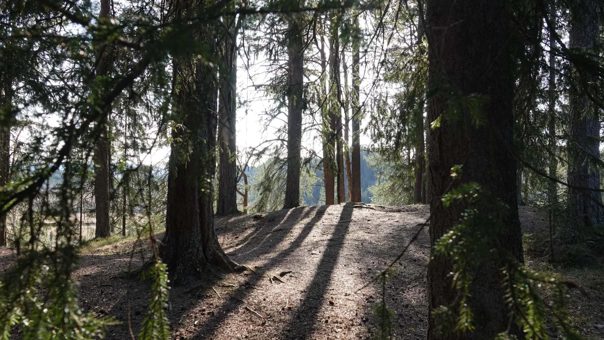 Lysning i skogen
