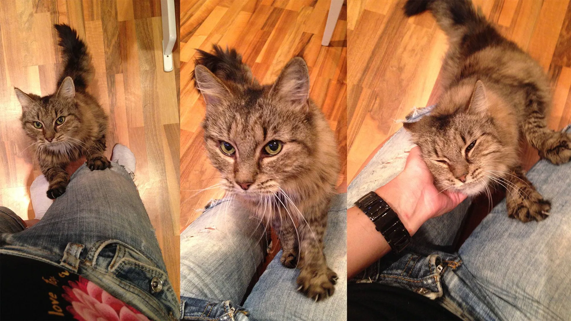 Tre bilder av en stripete katt som står ved et bein og blir klappet.