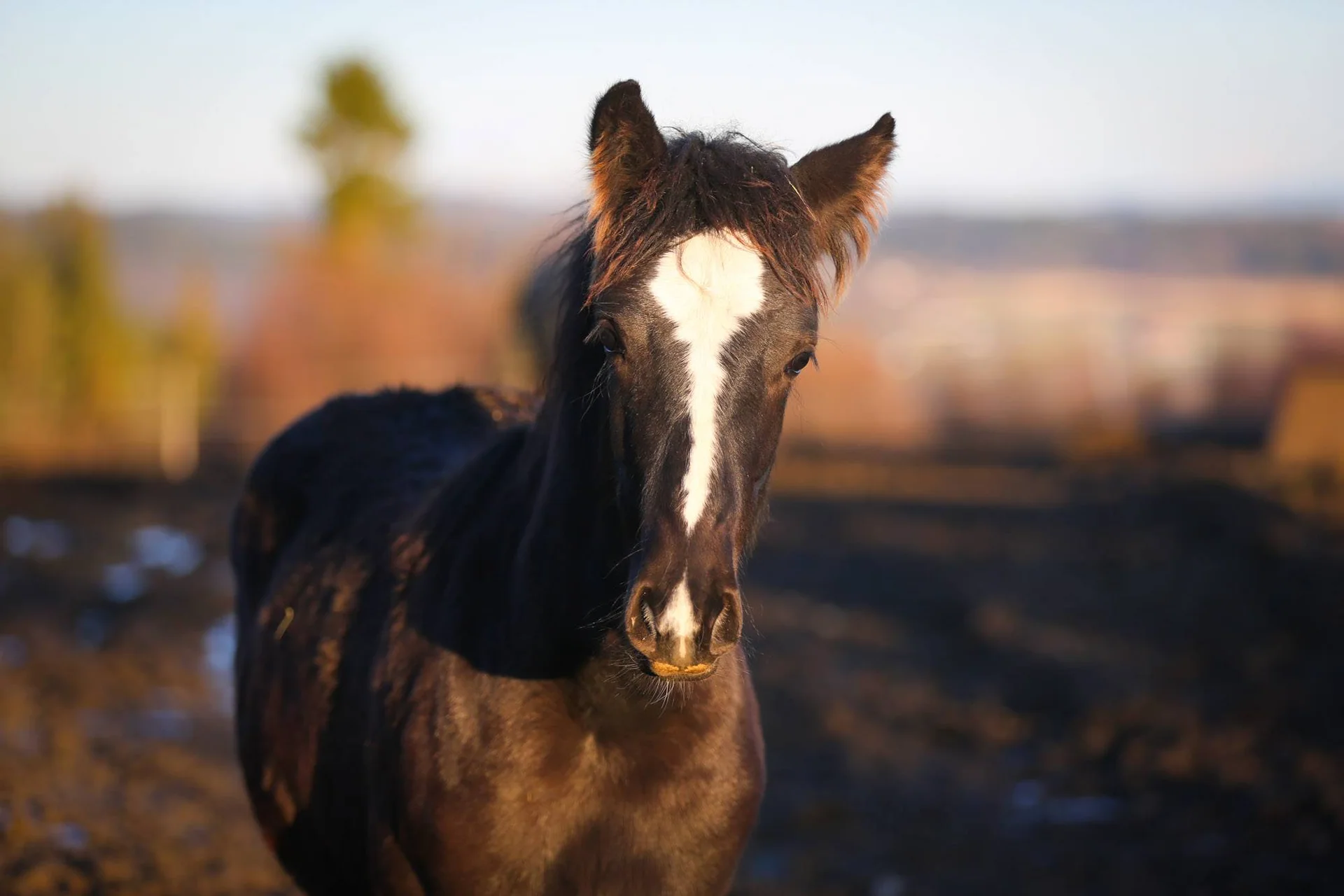 En mørk hest med hvitt bliss står ute i lavt sollys.