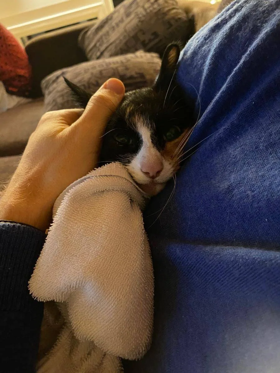En svart og hvit katt ligger inntil en person og blir strøket over hodet.