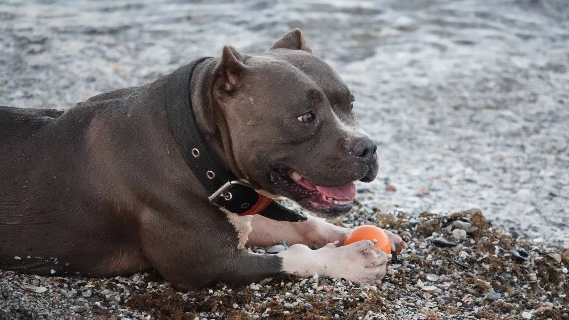 Hund som ligger på stranden, like ved vannkanten, med en oransje ball mellom potene.