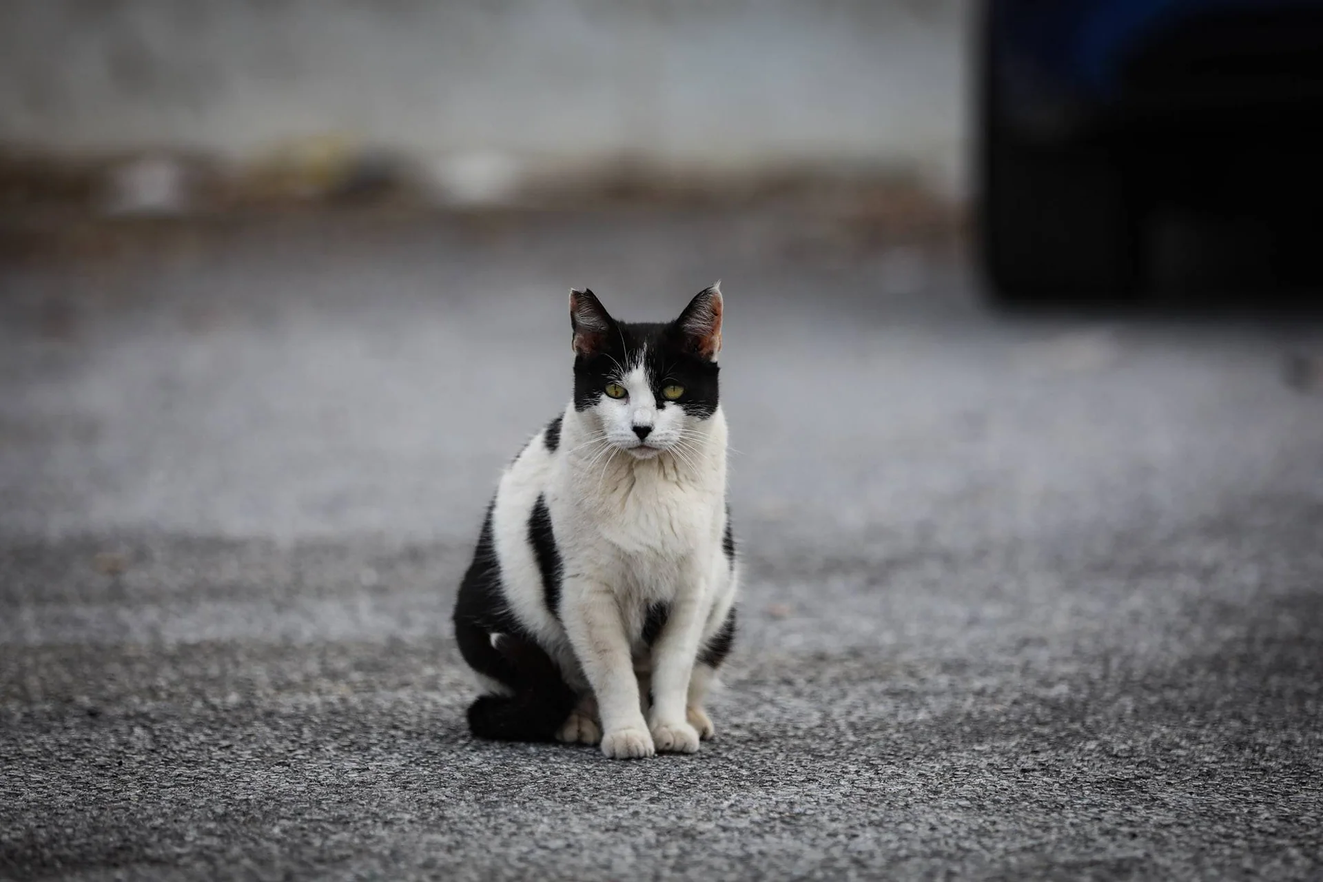 En svart og hvit katt sitter på en grusplass.