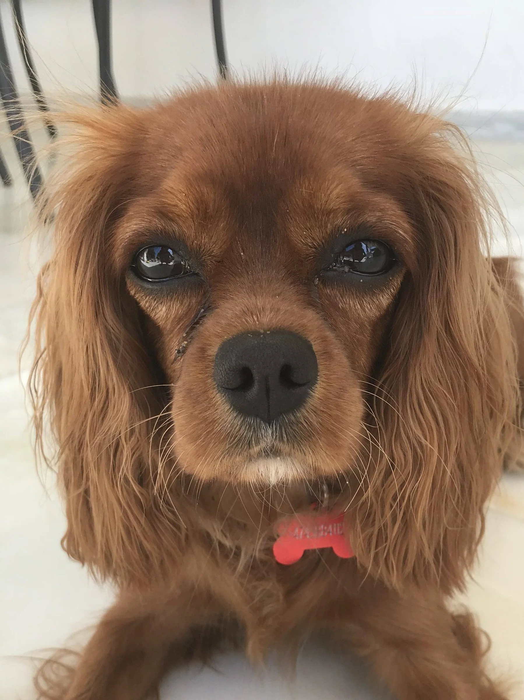 Mistet hund i Spania