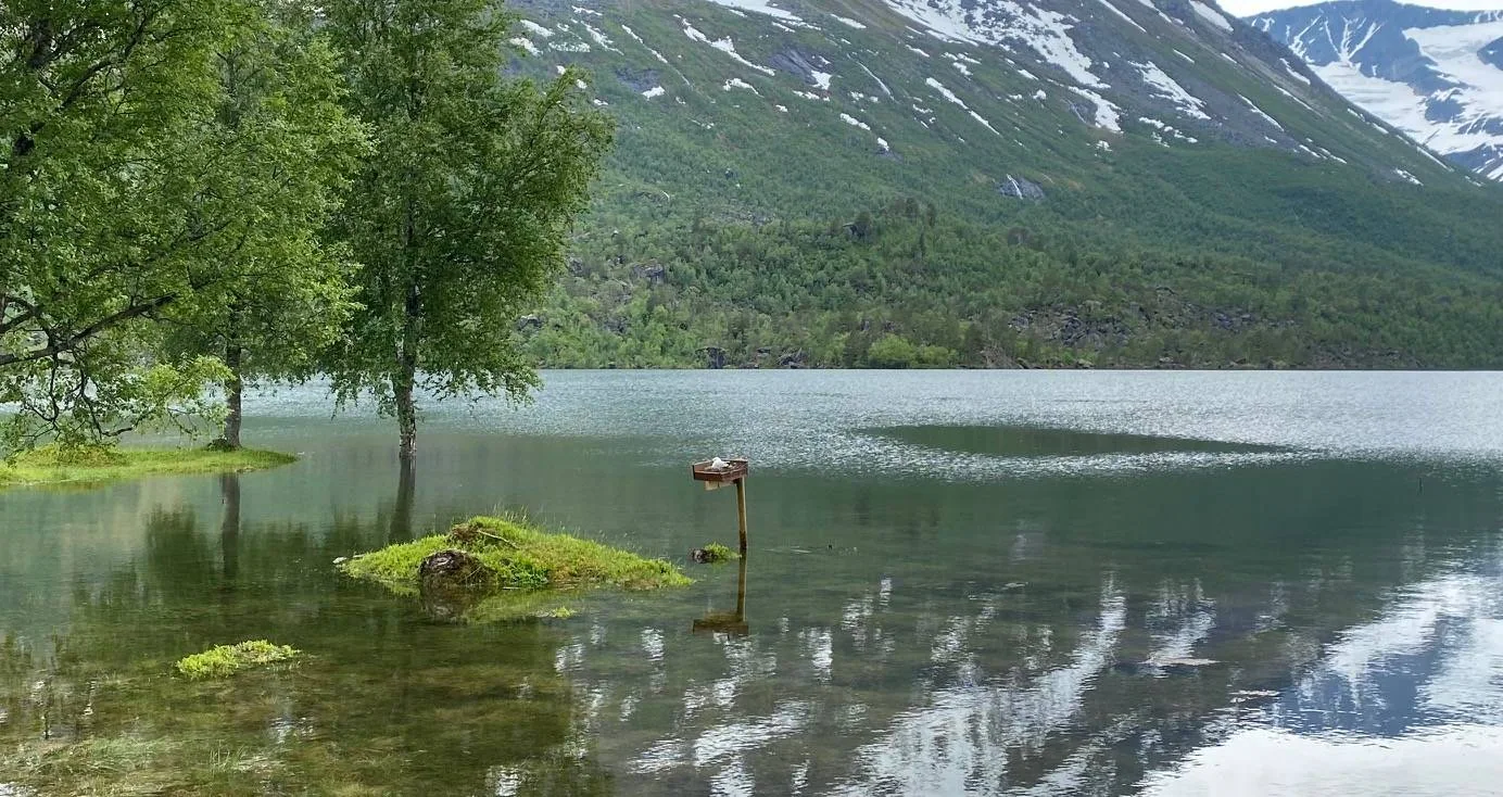 Måke ligger på en hekkeplass på en stolpe som står i vannkanten. Fjell med flekker av snø i bakgrunnen.