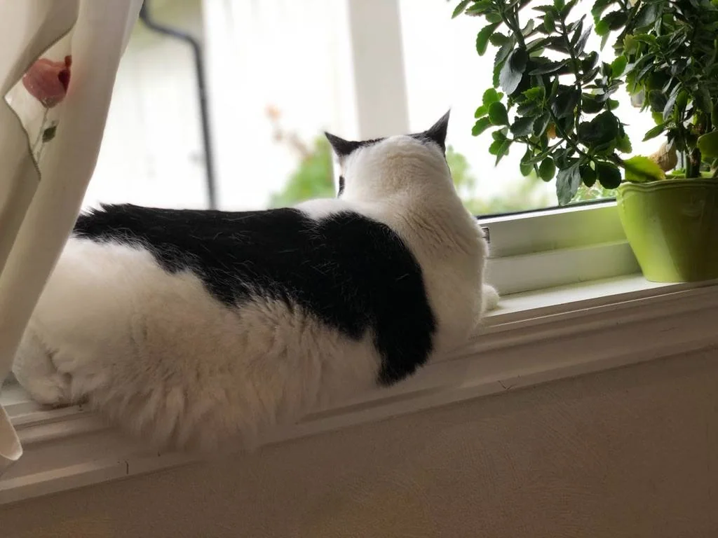 En svart og hvit katt ligger i vinduskarmen og ser ut mellom grønne planter.