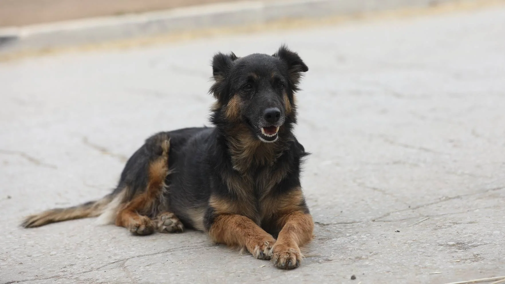 En svart og brun hund ligger på en lys betongplass.