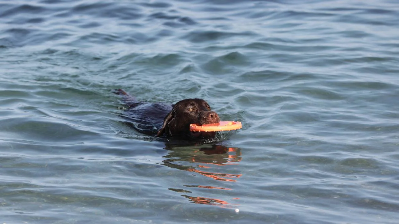 En hund svømmer med en oransje leke i munnen.