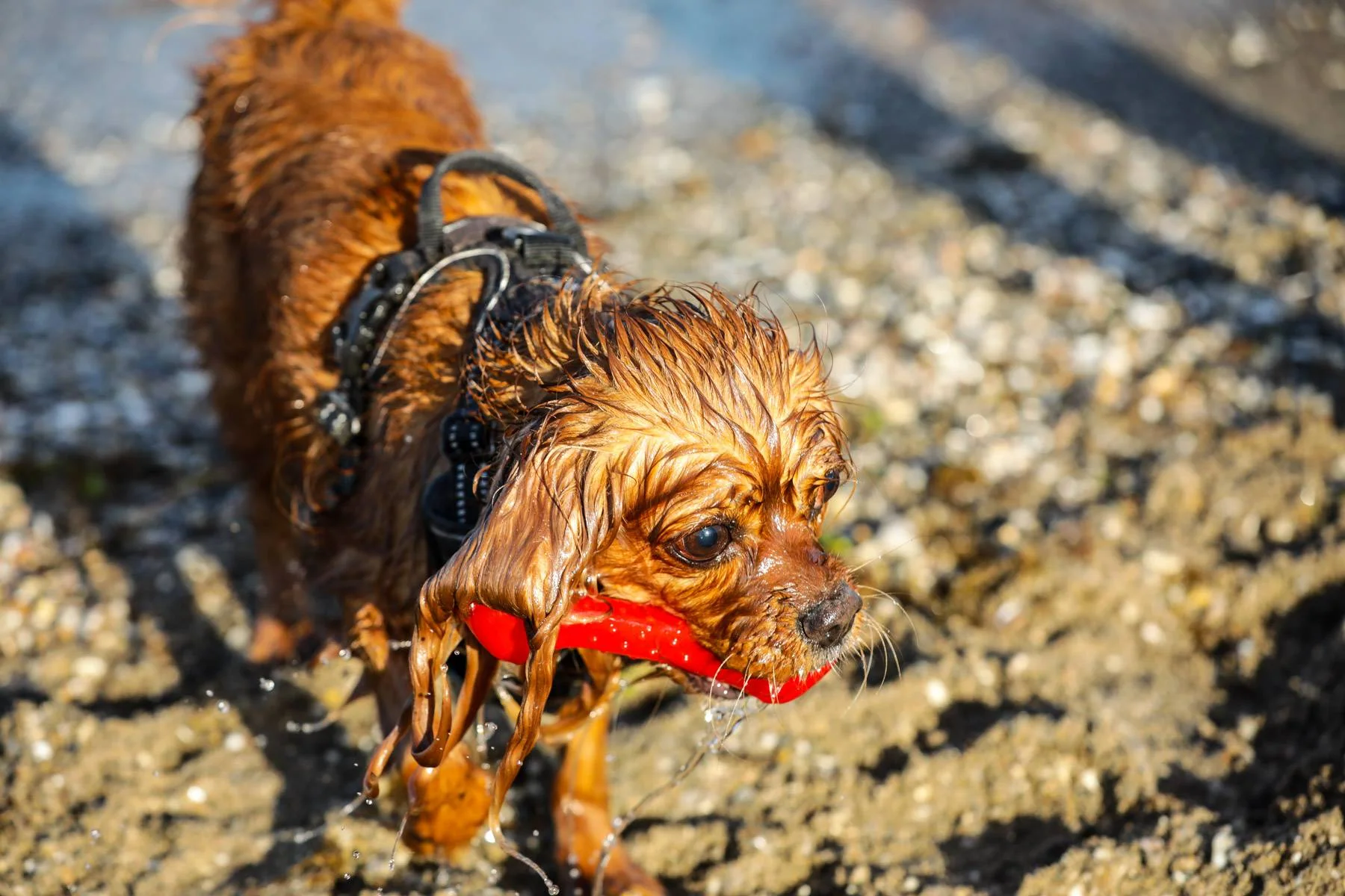 En våt, rødbrun hund med sele bærer en rød leke på stranden.