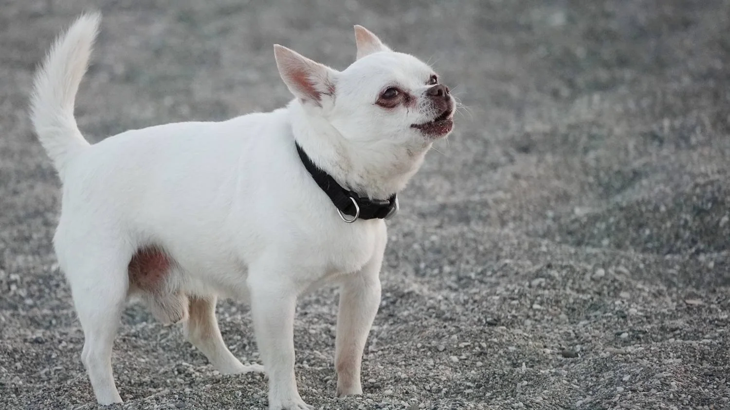 Hvit chihuahua står i sanden og bjeffer.